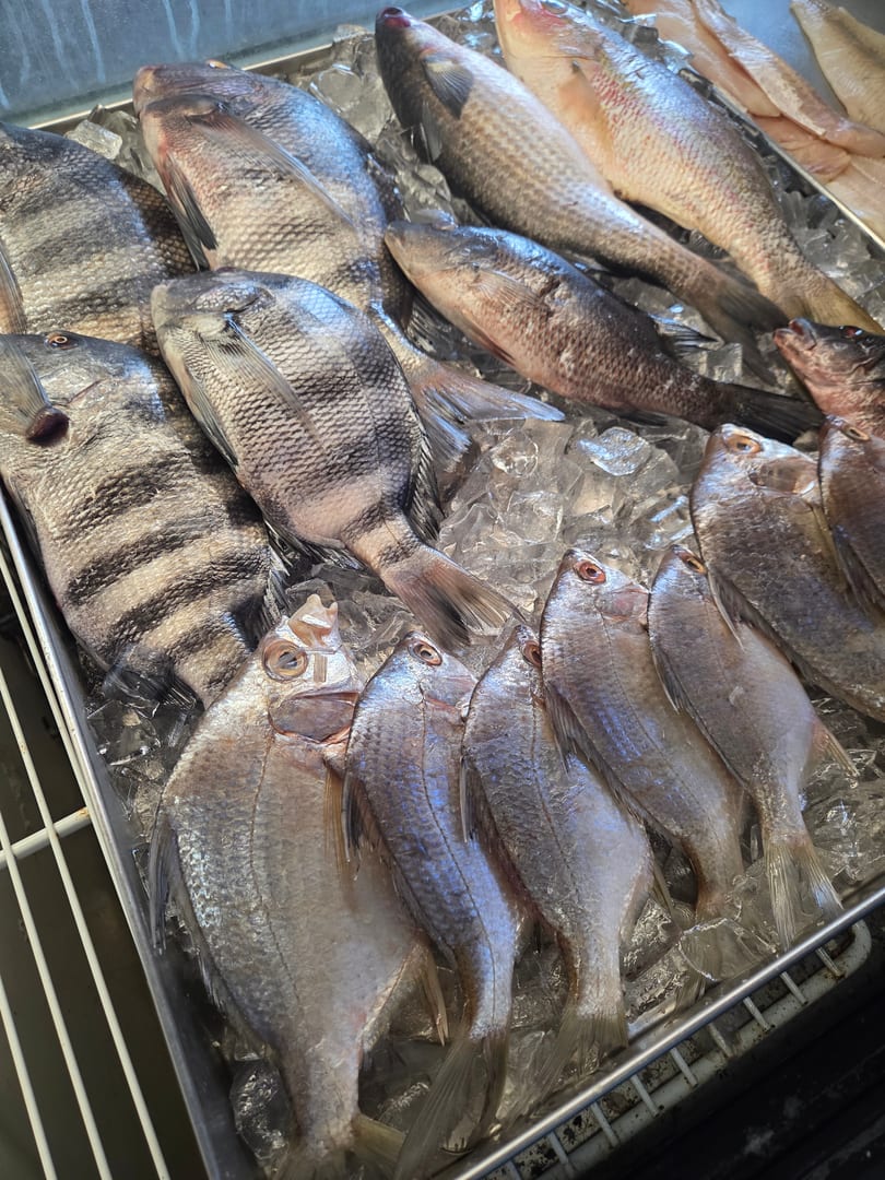 Fresh whole fish, including striped bass and red snapper, displayed on a bed of ice.
