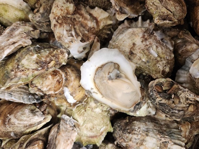 Close-up of a pile of fresh oysters, with one shucked oyster revealing its creamy interior.