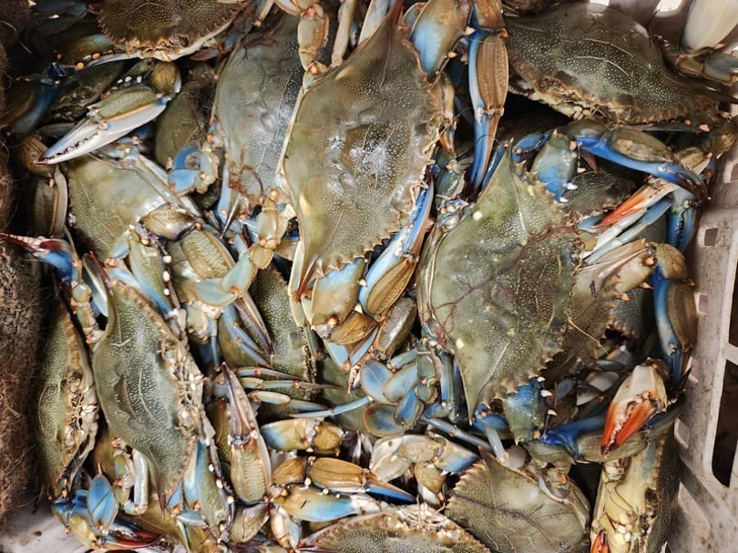 A close-up view of a large pile of live blue crabs with their shells and claws visible.
